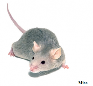 mice - rodent control