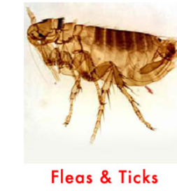 flea control