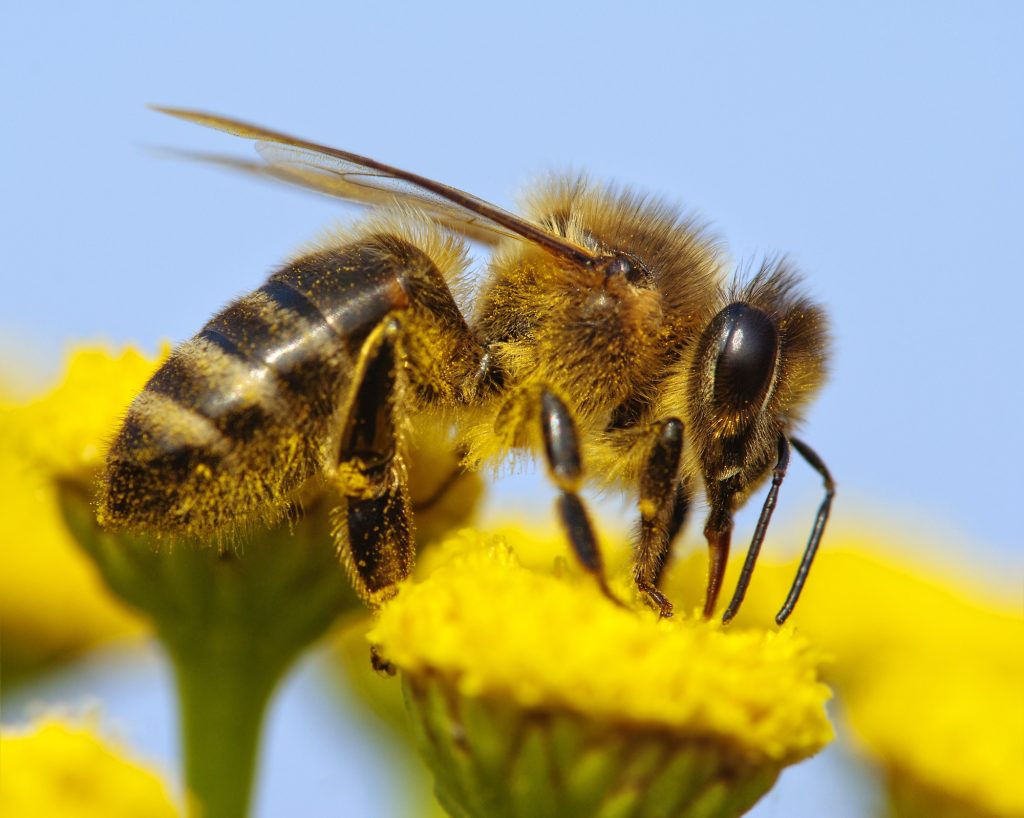 Honey bee control