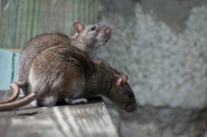 rodent control - rats
